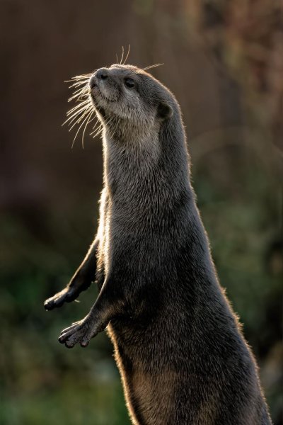 Выдра Речная