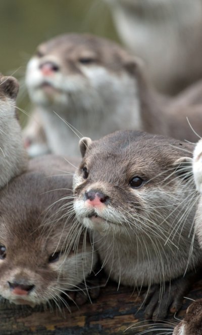 Выдра