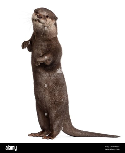 Выдра на белом фоне