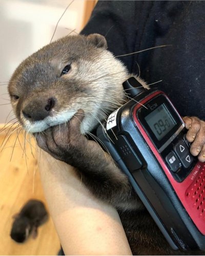 Выдра смешная