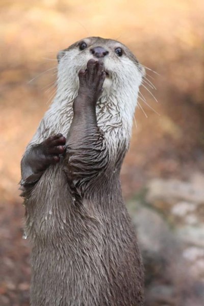 Белогорлая выдра