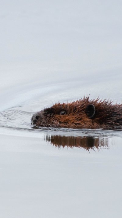 Бобер плывет