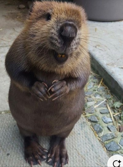 Бобер Бобр Бобрик