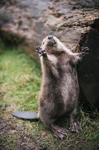 Обыкновенный Бобр