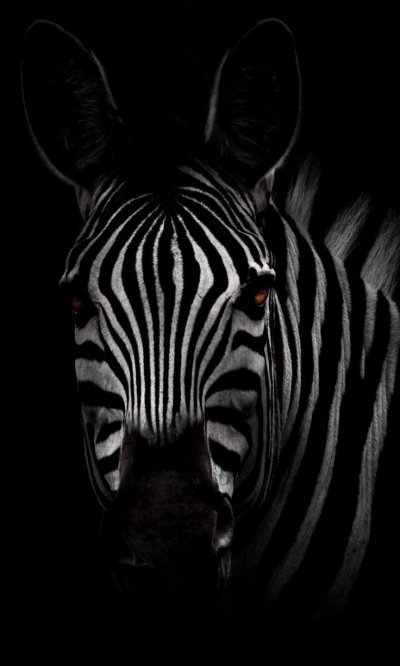 Зебра на черном фоне