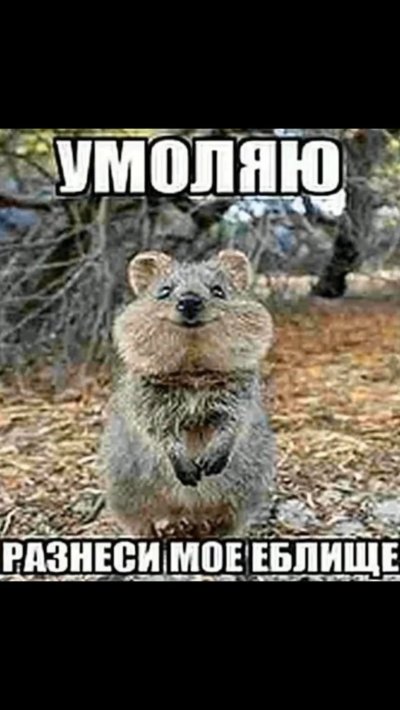 Умоляю разнеси мое