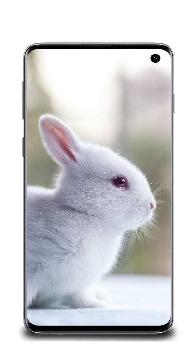 Белый кролик