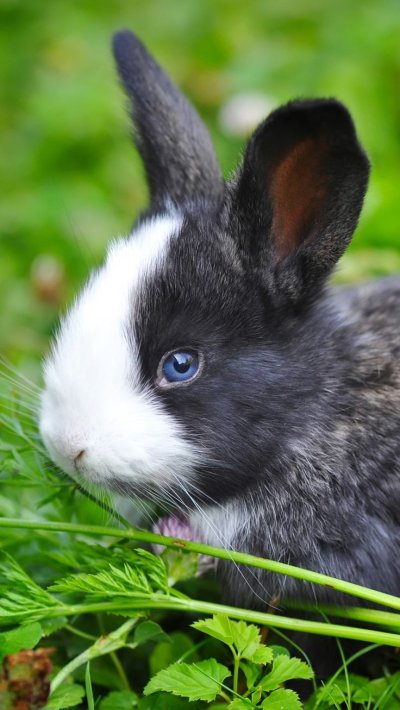 Красный кролик животные