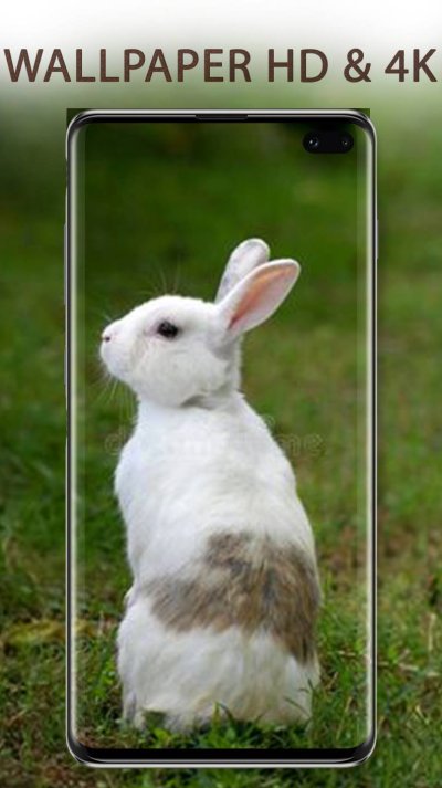 Кролик со спины