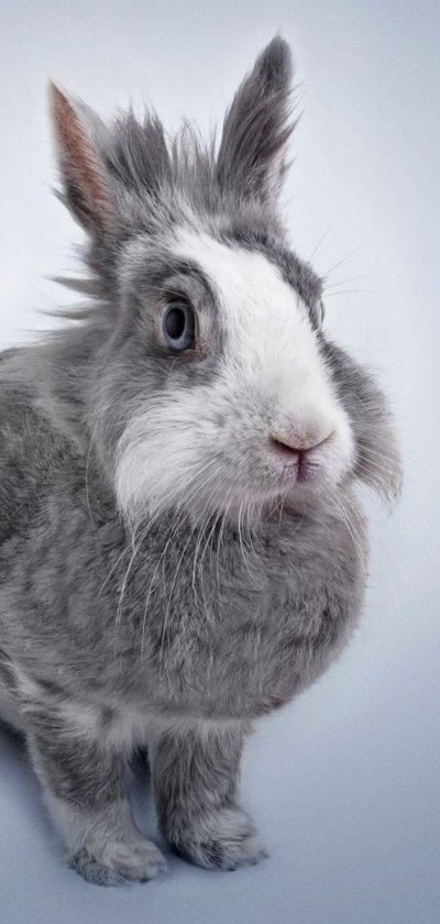 Морда кролика