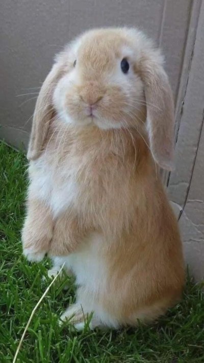 Кролик вислоухий баран белый