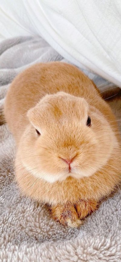 Домашний кролик