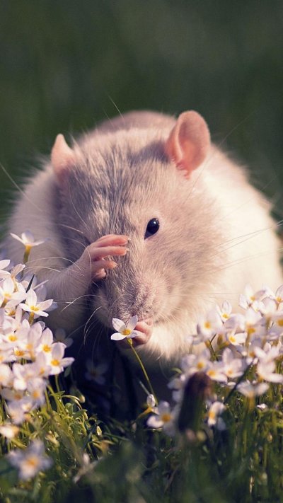 Красивые крысы