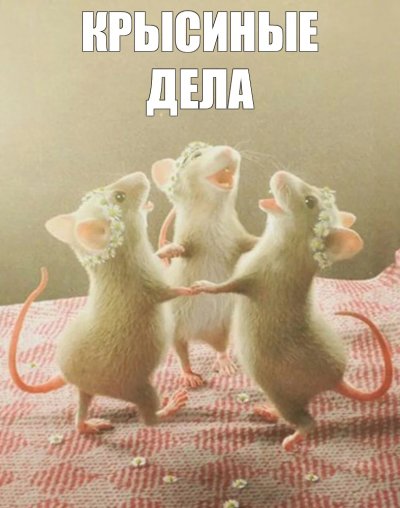 Три крысы