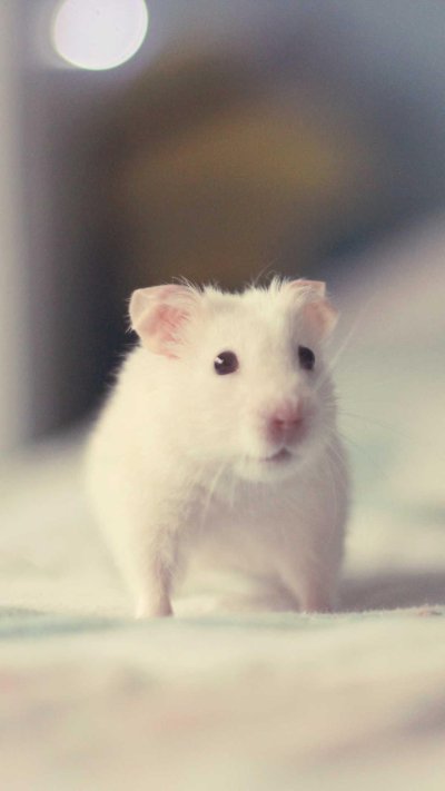 Джунгарский хомяк альбинос