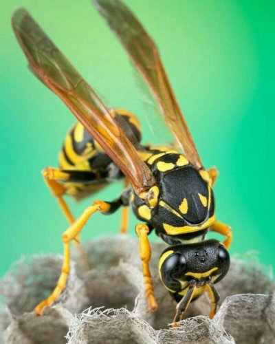 Шершень и пчела