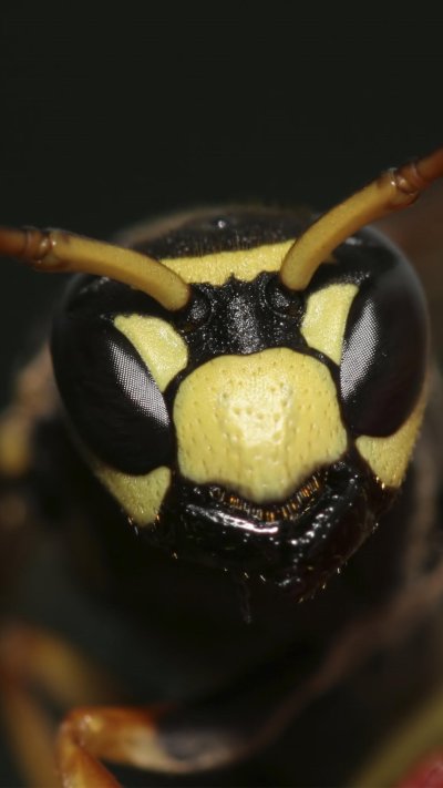 Жук с зелеными глазами и щюпальцами