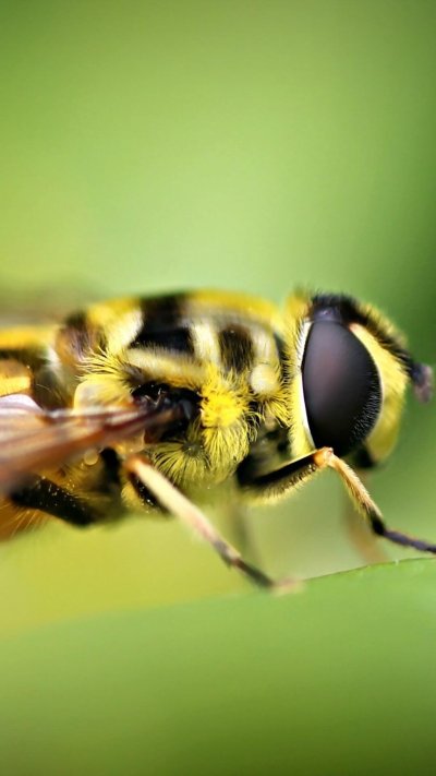 Пчела