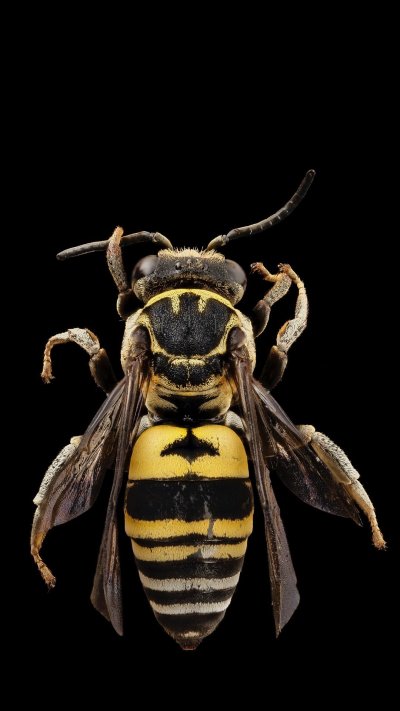 Шершень и Оса