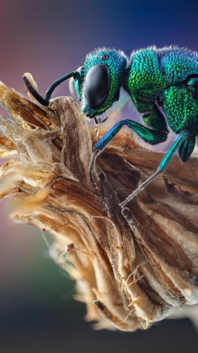 Голубая Оса блестянка