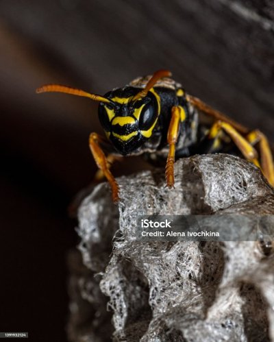 Гнездо бумажных ОС