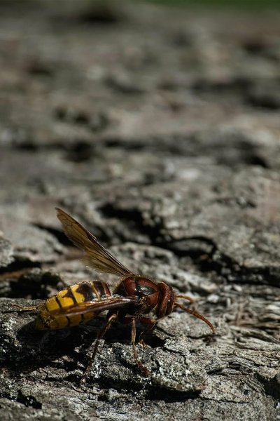 Дом шершней