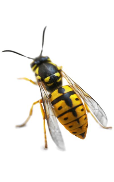 Оса на белом фоне