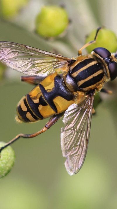 Муха Музыкантик