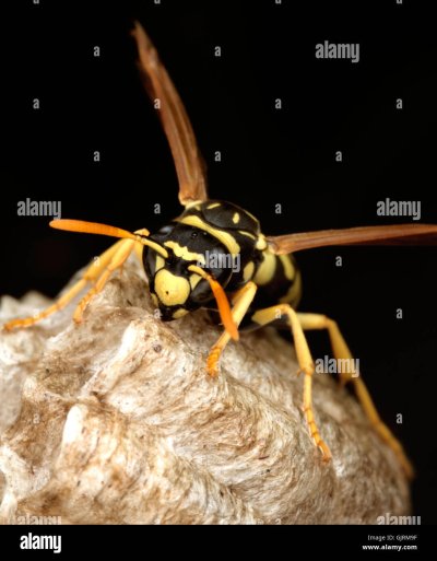 Шершень Макросъемка