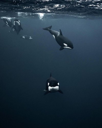 Тиликум Касатка убийца