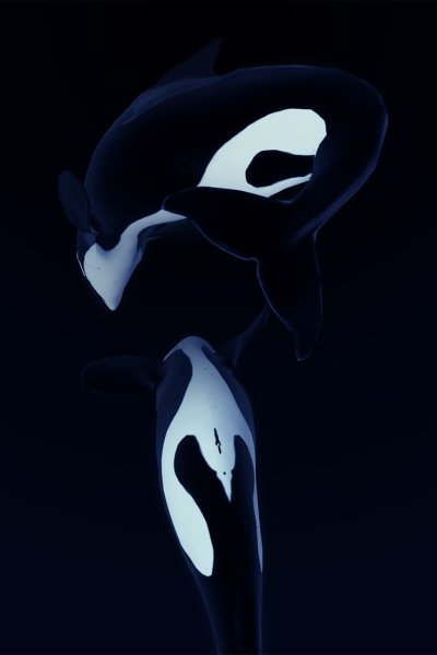 Killer Whale Wallpaper