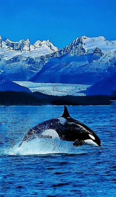 Касатка кит убийца