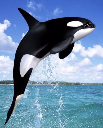 Касатка кит убийца