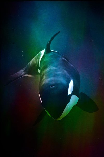 Кит-Касатка