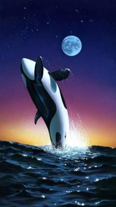 Кит-Касатка