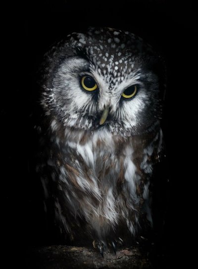 Сова на черном фоне