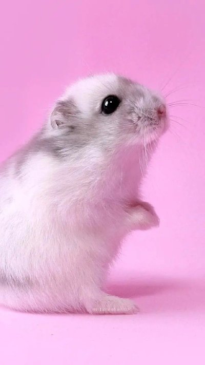 Хомяк джунгарский