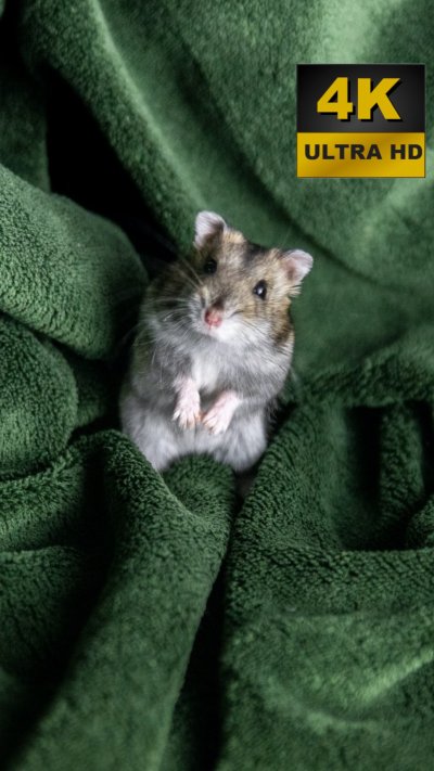 Хомячок под одеялом