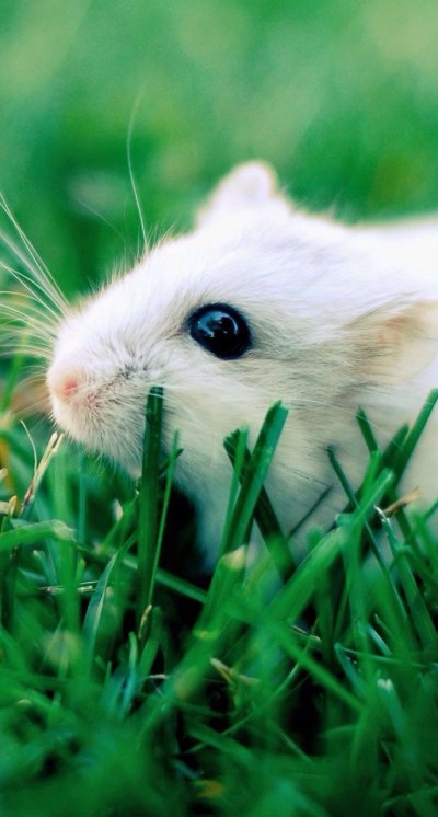 Белый хомяк