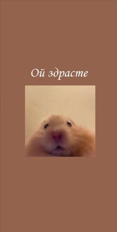 Обои с хомяками на экран блокировки