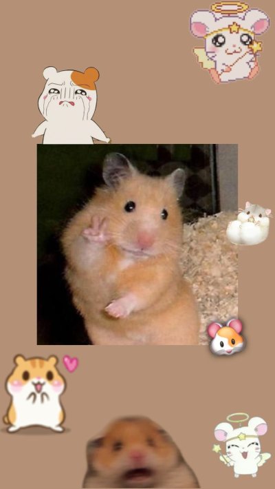 Заставки на телефон с хомяками