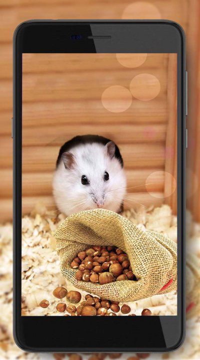 Хомяк живой