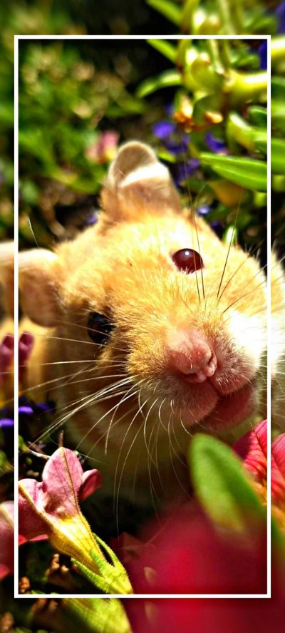 Обои с хомяками