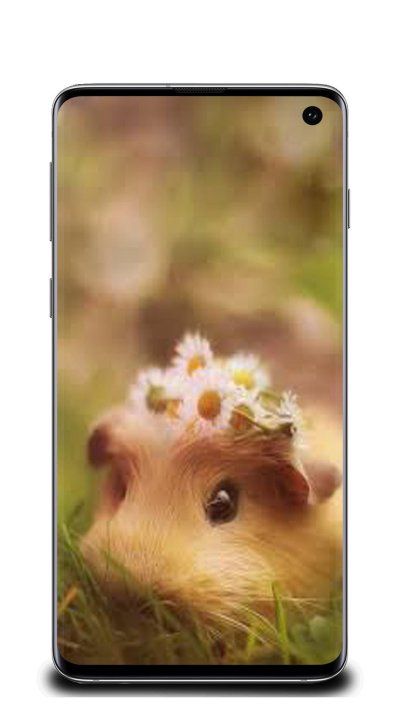 Обои на телефон с хомячками