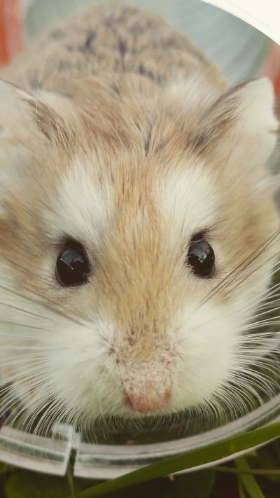 Белый хомячок