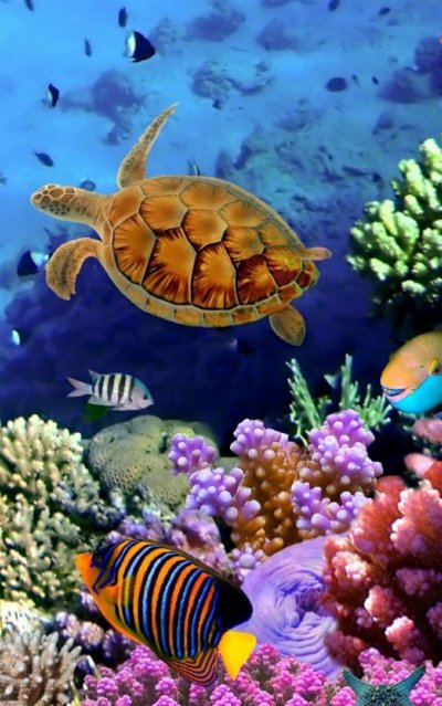 Подводный мир