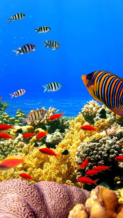 Живые обои аквариум и котята