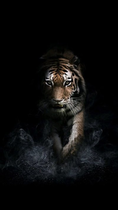 Тигр в темноте