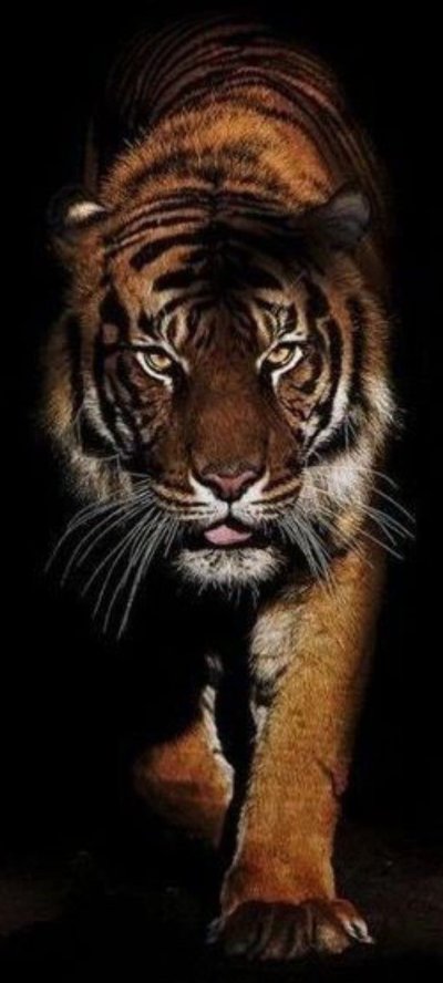 Тигр на темном фоне