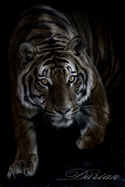 Черный тигр